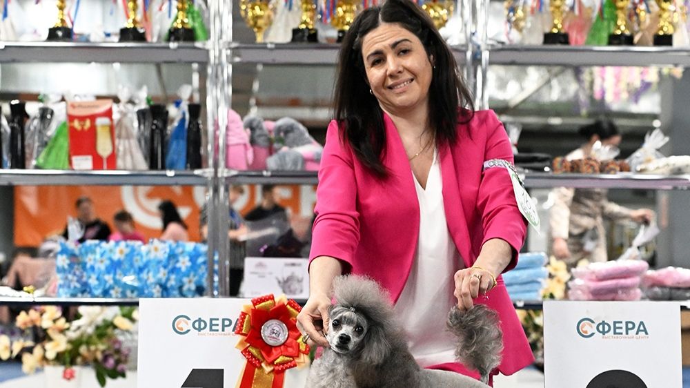 18.04.26 Москва. Выставки «Гармония весны» Той пудель ДЖЕНТЛИ БОРН ЗАЖИГАЛКА