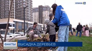 ГК «Догма» организовала акцию по высадке черешни на улице Цветаевой в Краснодаре