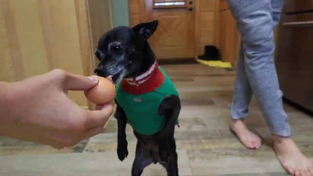 Testing Viral Tik Tok Dog Videos (Egg Challenge & Invisible Challenge)