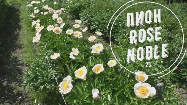 Пион Rose Noble