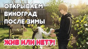 Открываем ВИНОГРАД после зимы: ЖИВ или НЕТ?!