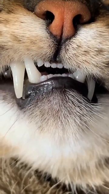 Клип @meowtaverse