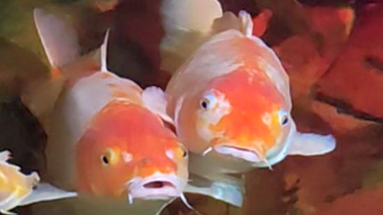 Рыбки-попрошайки