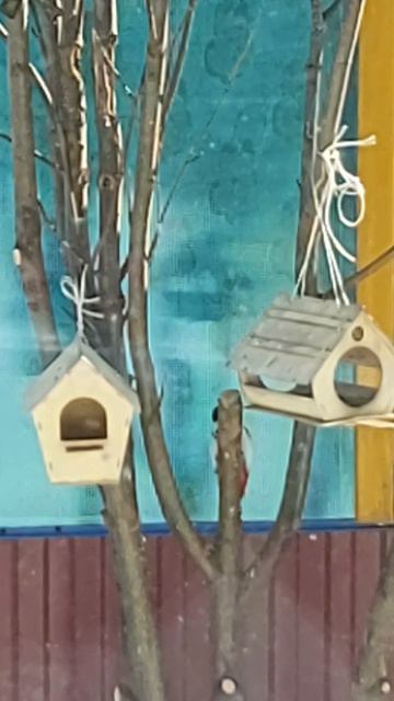 Дятел ест семечки. Первый раз такое вижу.