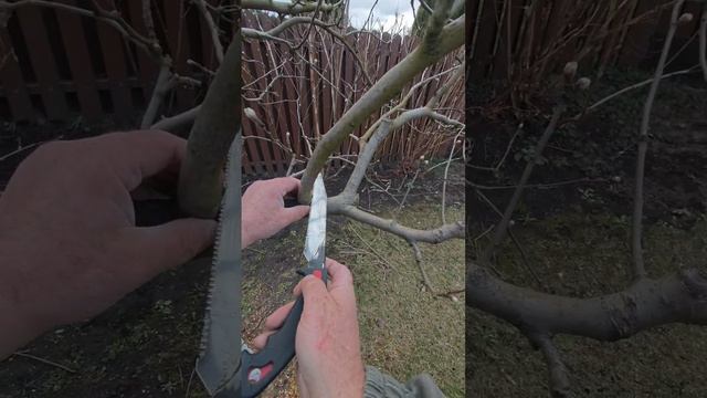 не спеши делать обрезку в начале смотри основу дерева