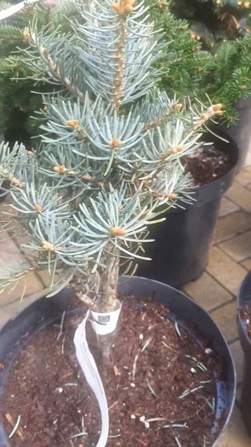 ❤🌲Пихта одноцветная Компакта
✔Продажа растений в макс и телеграм канале: Https://t.me/love_is_hvoiny