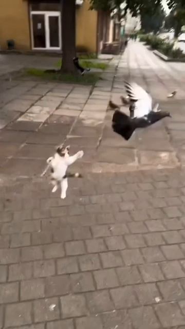 Малой котейка 😊❤