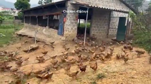 Процесс выращивания кур на мясо — как вырастить 1000 кур для бизнеса по производству мяса