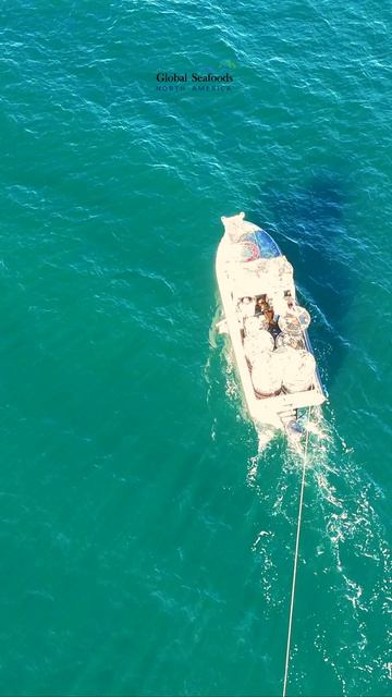 Сезон вылова краба Dungeness в Пьюджет-Саунд — одно из самых ожидаемых событий года.