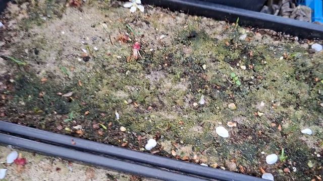 новые всходы экзот, 20 апреля 2026год