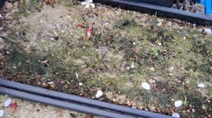 новые всходы экзот, 20 апреля 2026год