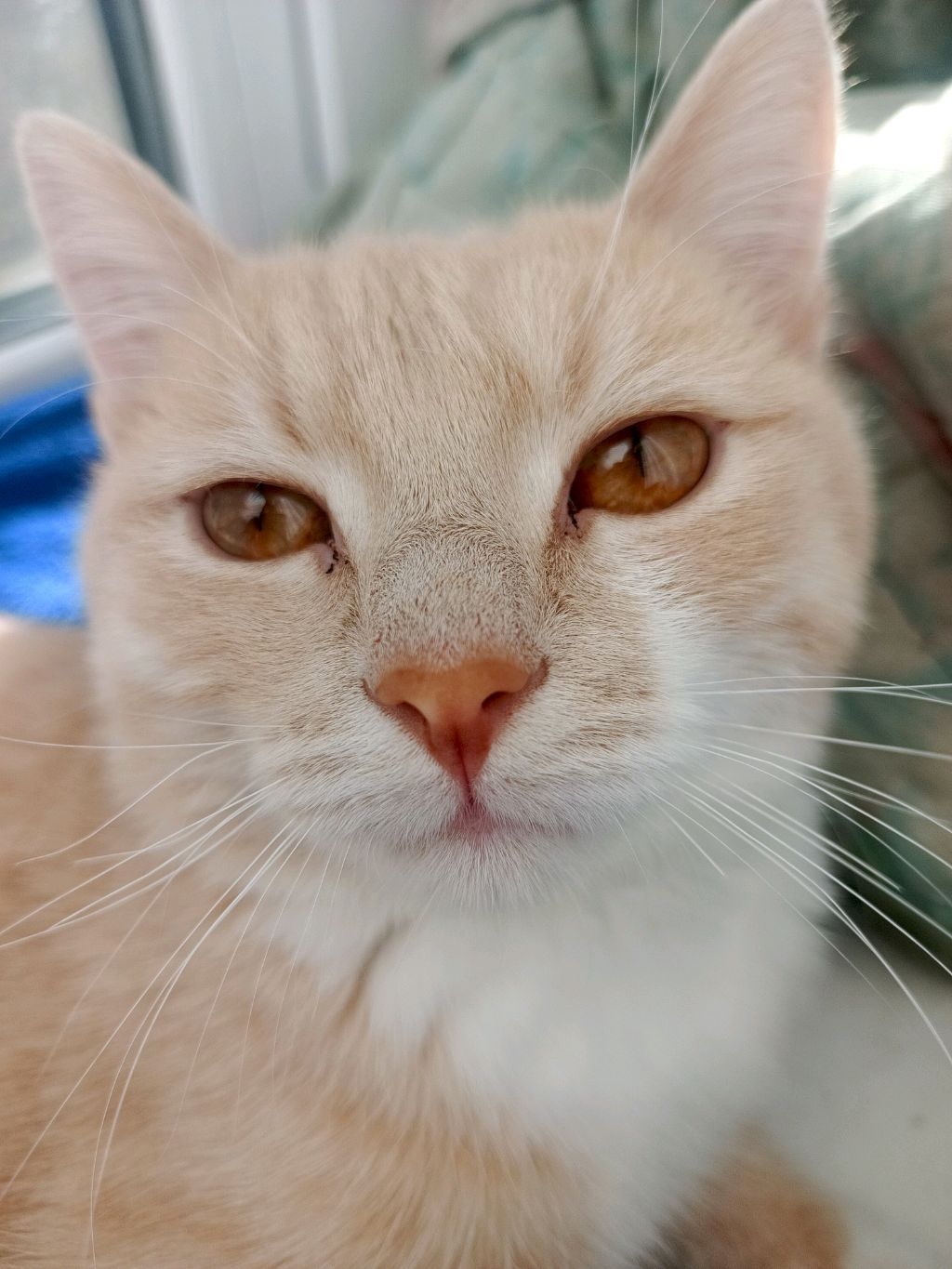 Кто такие коты и как они созданы