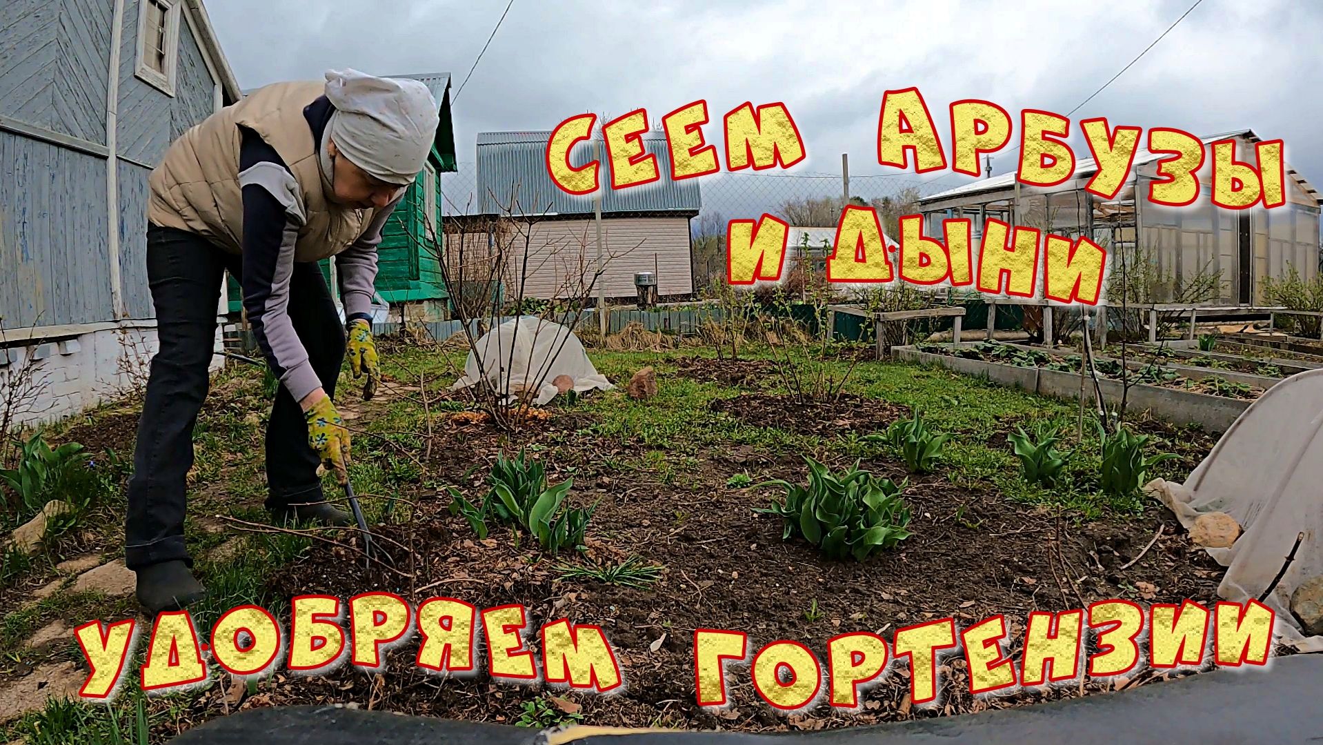 Удобряем гортензии Сеем арбузы и дыни