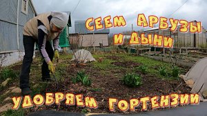 Удобряем гортензии Сеем арбузы и дыни