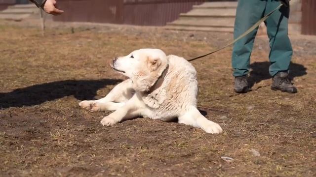 Самый самодостаточный медвежонок САО Памир 🍀ищет 🏠❗Пост в описании 🎥 #собака #алабай #сао #любовь