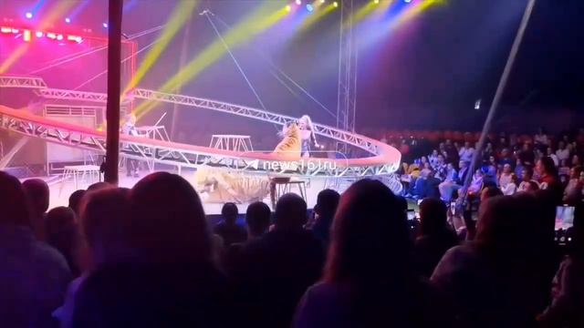 В цирке Ростова-на-Дону тигр перепрыгнул через ограждение.