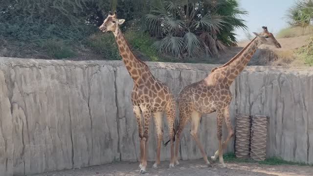 Сафари парк в Шардже. Настоящее погружение в мир природы .