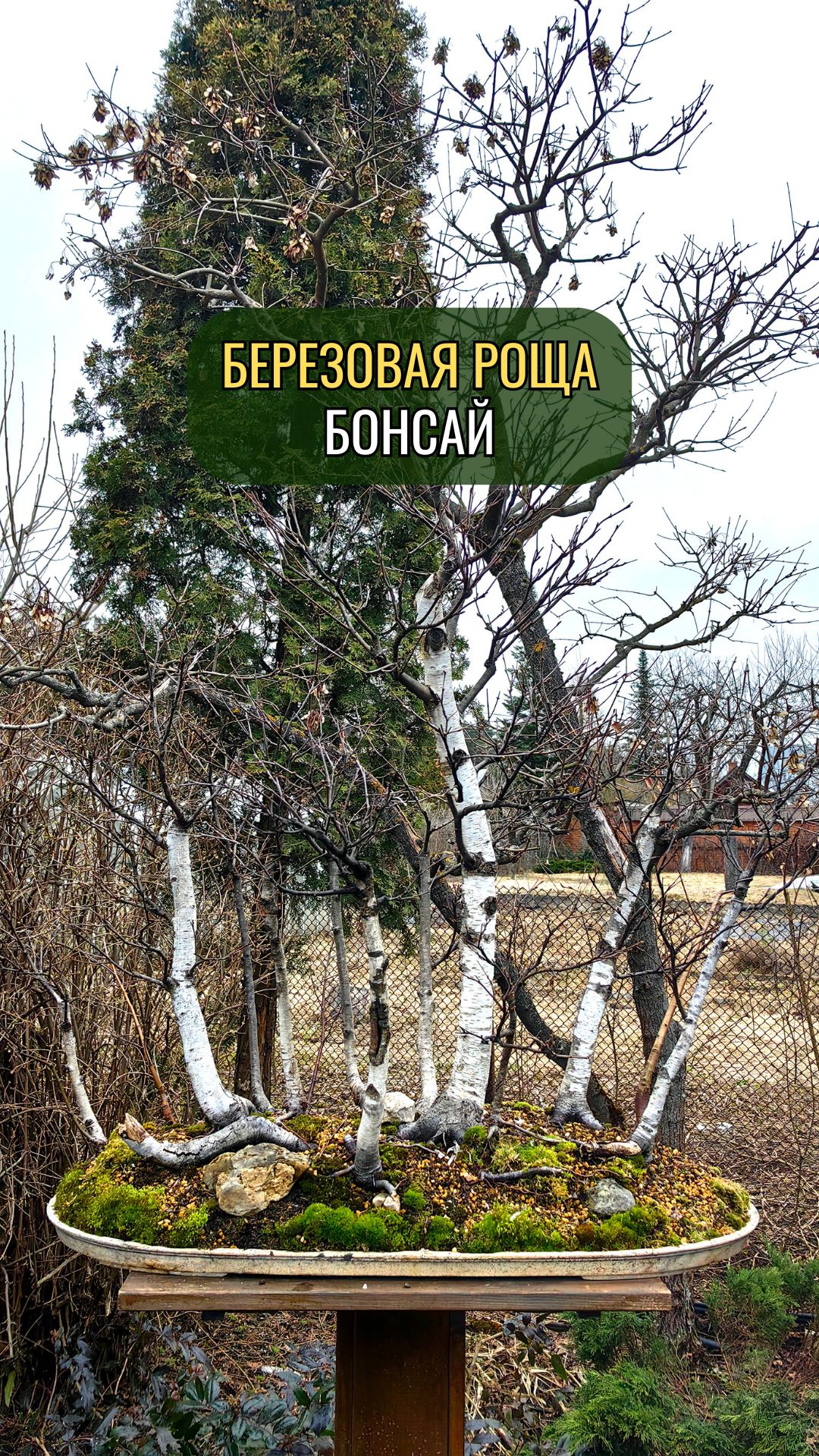 Березовая роща