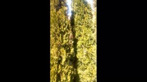 Защита от вредителей. ФЕЙРИ И ЕГО ДЕЙСТВИЕ НА ВРЕДИТЕЛЕЙ РАСТЕНИЙ. #ВиталийОрех #Виталий7соток