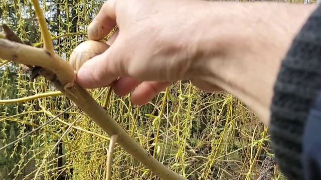 Шкатулка на веточке ивы