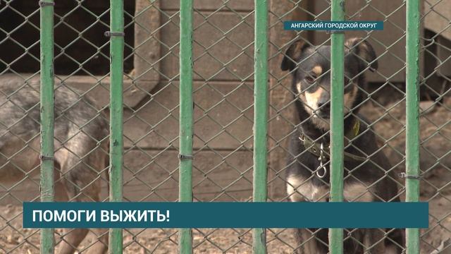 Ангарский приют для животных  