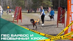 В Челябинске прошел первый в мире марафон по фиджитал-трейлу с собаками