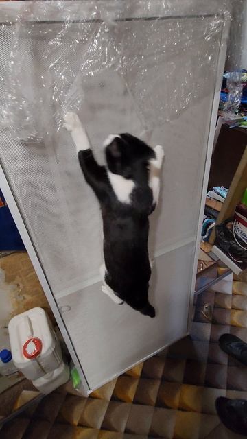 Кототестировщика москитных сеток