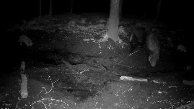 Кабаны фото ловушка