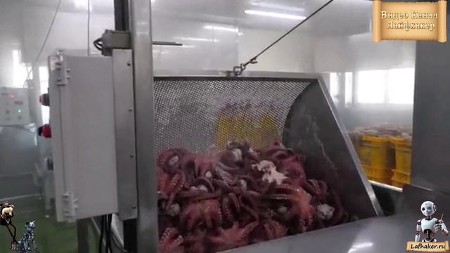 2000 кг за раз! 🤯 Пропаренный осьминог: Массовое производство на Корейской фабрике морепродуктов!