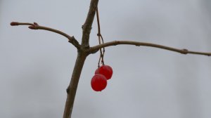 «Они любили друг друга так долго и нежно!» - лермонтовская тема в клипе моей песни «ПАСТОРАЛЬ»