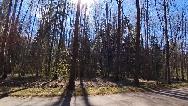 Солнце, лес, Павловский парк.mp4