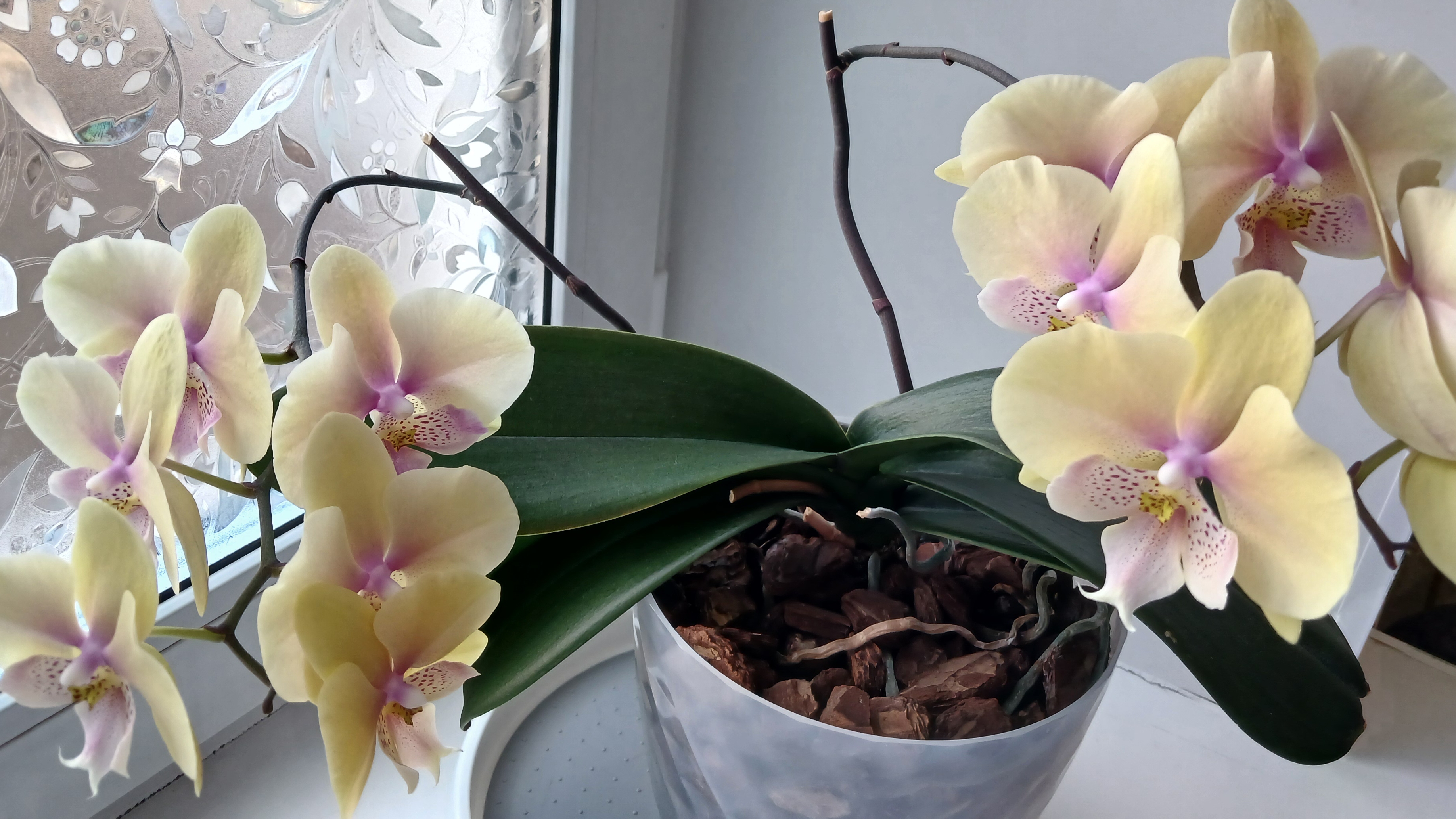 Повторное цветение Жёлтого биг липа. 2026 год.🌺🌺🌺