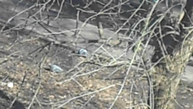Голуби на поляне 5545454. DSCN6114
