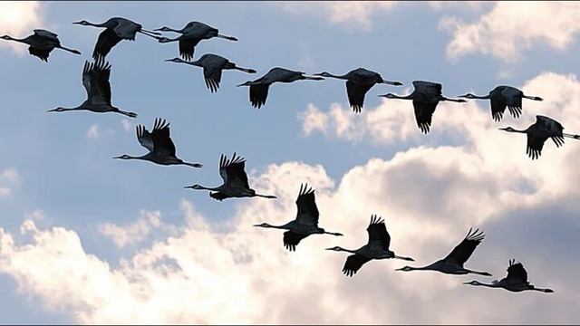 11. Ожидание. Автор Владимир Кобец