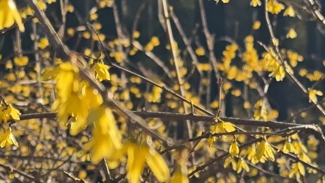 Санкт-Петербург в апреле. Елагин и Крестовский остров. Пение птиц, белки и природа Петербурга