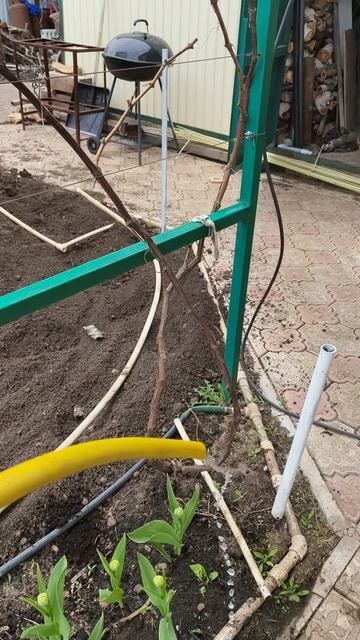 тюльпаны подкормка кальциевая селитра 20 апреля #теплица #дача #садоводничество #огород #уходзатепли