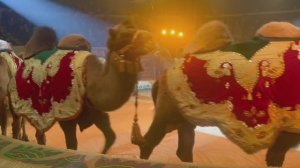 «Тропик шоу». Дрессированные верблюды!