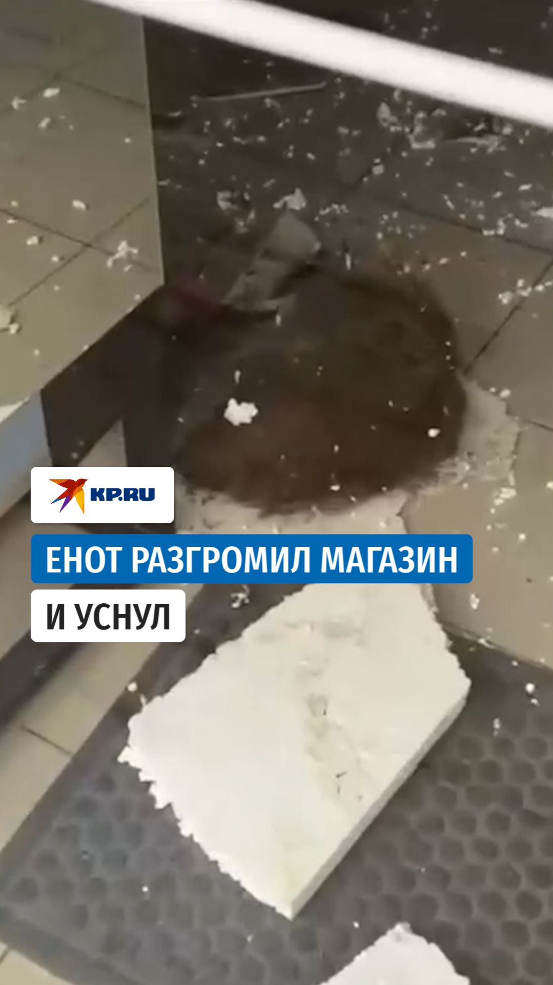 Енот устроил погром в магазине и прилёг отдохнуть