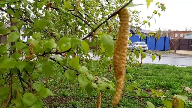 С РАДОНИЦЕЙ ВСЕХ!