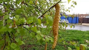 С РАДОНИЦЕЙ ВСЕХ!