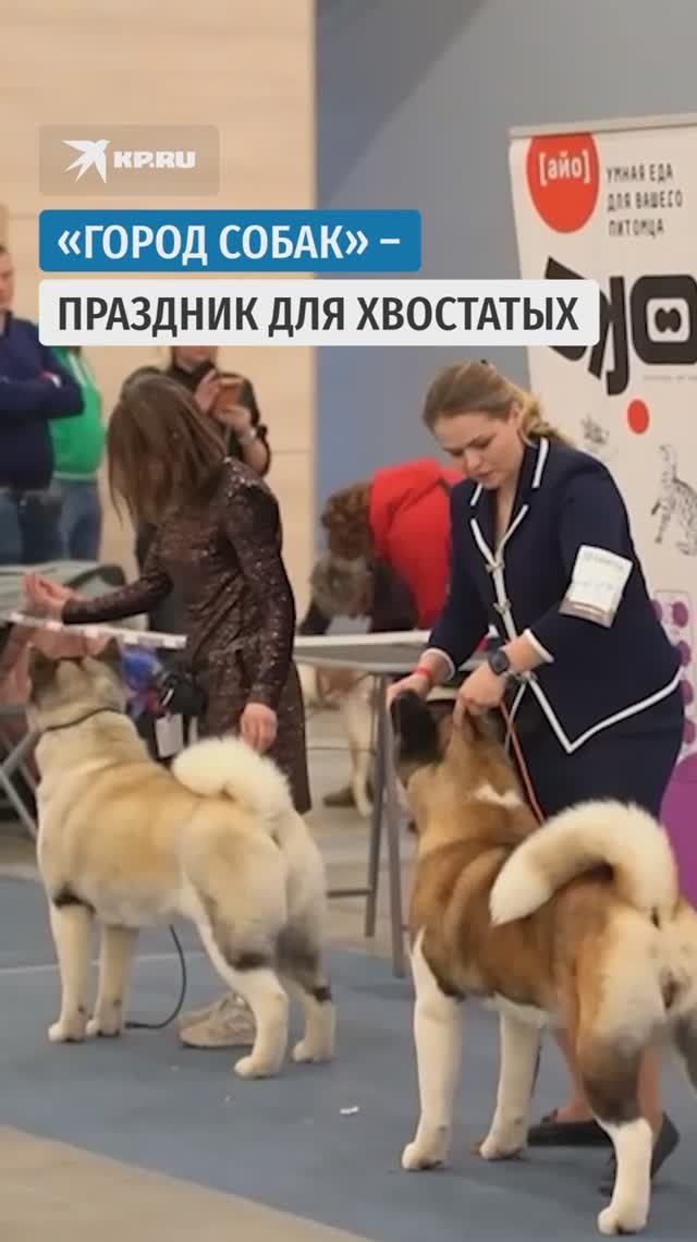 «Город собак» – праздник для хвостатых