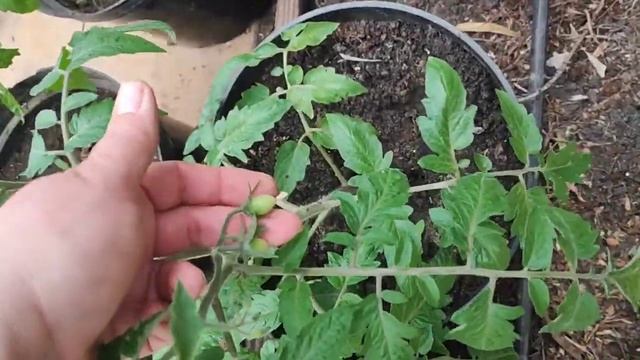 #4_26 Дела Дворовые