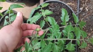 #4_26 Дела Дворовые