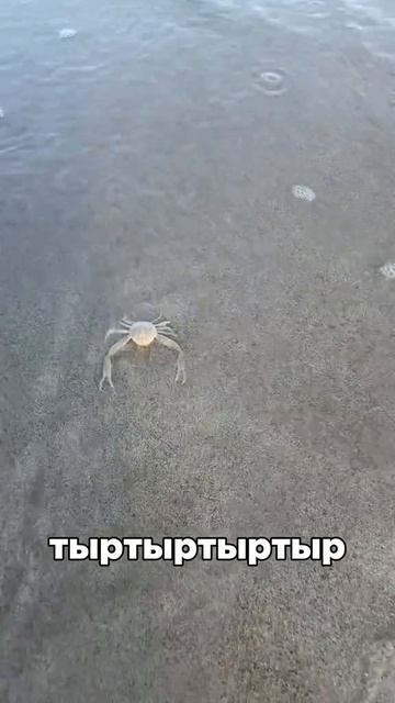 Крабовая дискотека на Пхукете