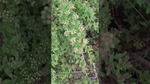 Холодно, но в цвету 20.04.26.Белглрод