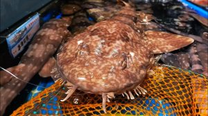 Японская ковровая акула Китайская уличная еда