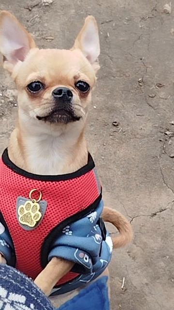 ЛИса на даче