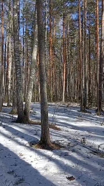 Апрельский лес.