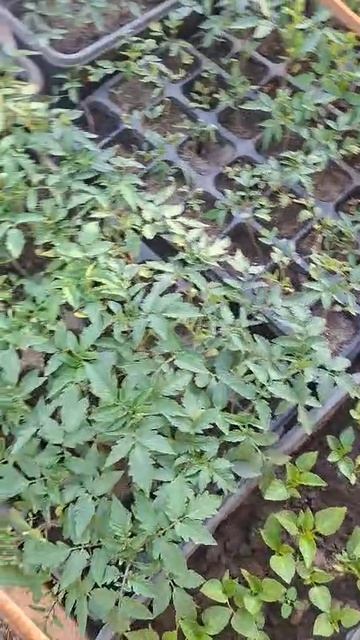 Хорошо растет помидоры