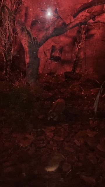 The Green Planet, Дубай